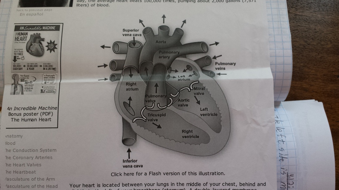 Main Structures of the Heart - My PLTW Portfolio